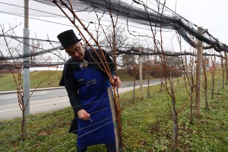 januar 2025 vicekova rez (287)